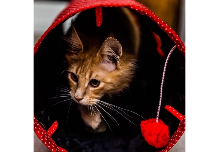 Red Polka Cat Tunnel