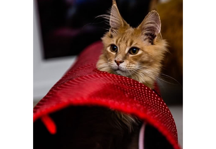 Red Polka Cat Tunnel