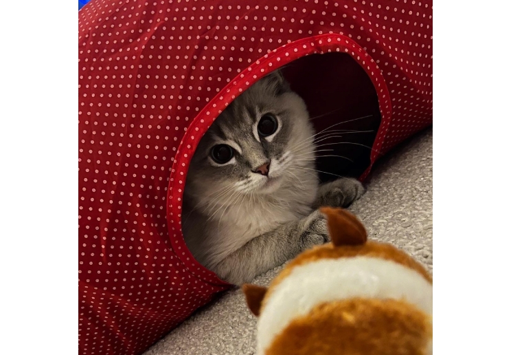 Red Polka Cat Tunnel