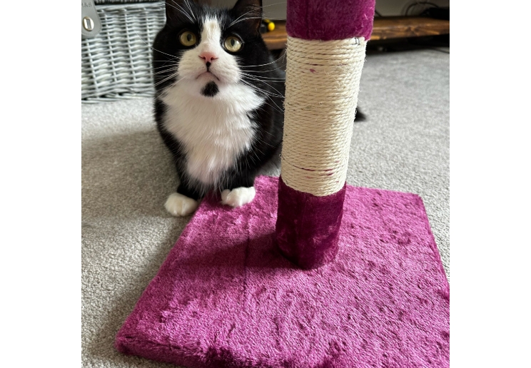 Value Cat Scratch Post