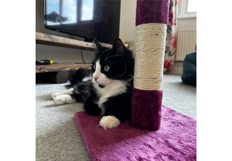 Value Cat Scratch Post