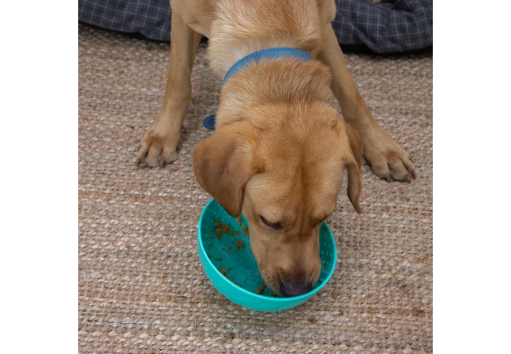 Orva Enrichment Wobble Bowl