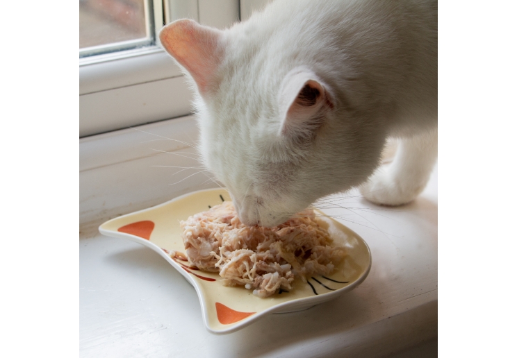 Ceramic Cat Shaped Dish