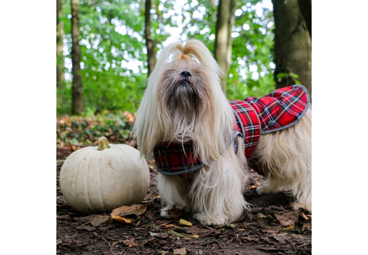 Highland Tartan Dog Coat S