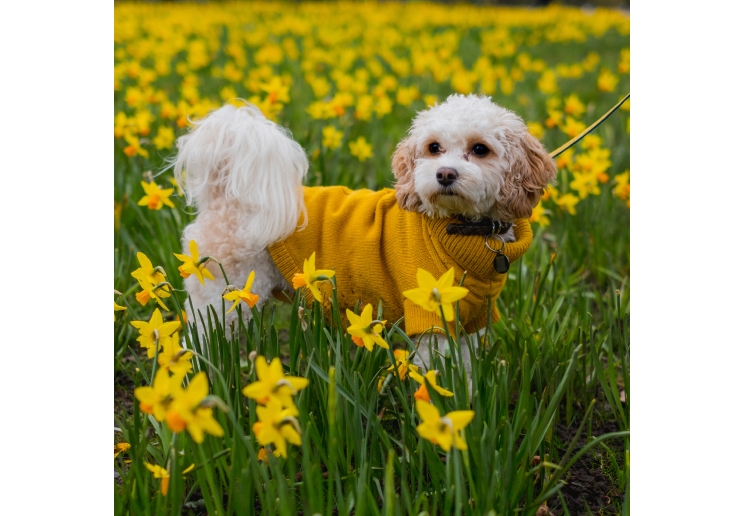 Mustard Cable Knit Jumper XS