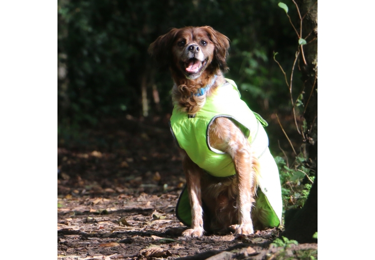 Stormguard Dog Coat Hi-Vis XS