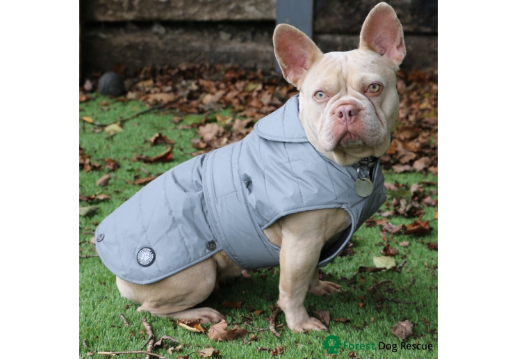 Ultimate Reflective Dog Coat S/M