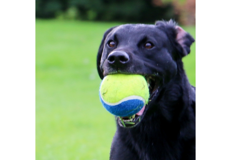 Chase Mega Tennis Ball