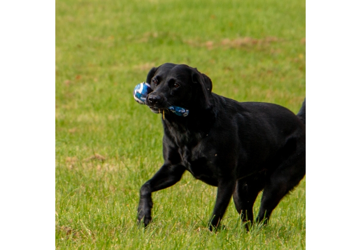 Chase Tennis Ball With Strap