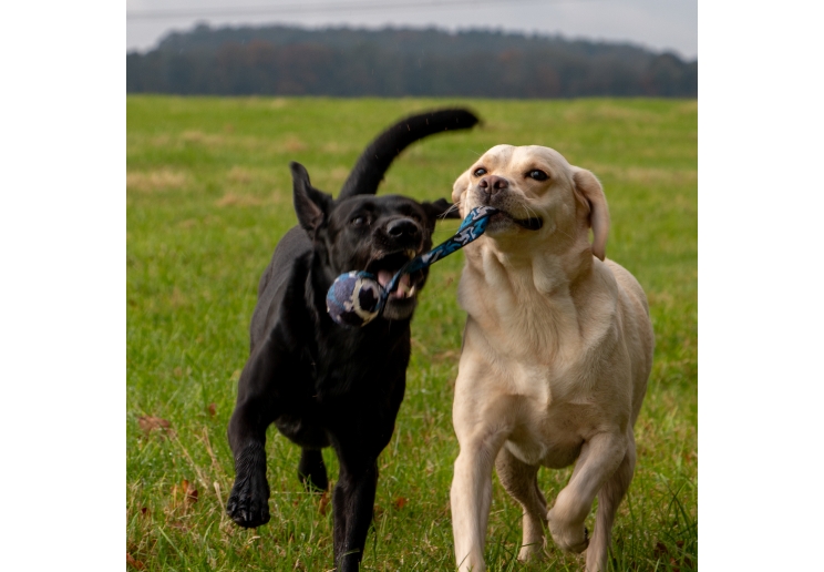 Chase Tennis Ball With Strap