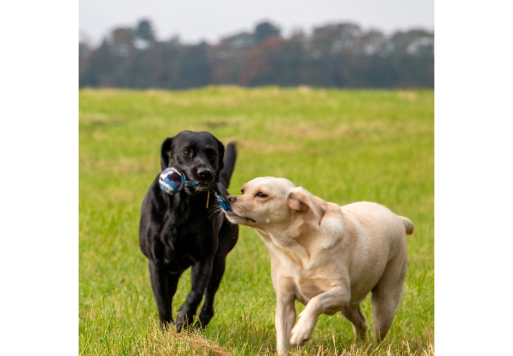 Chase Tennis Ball With Strap