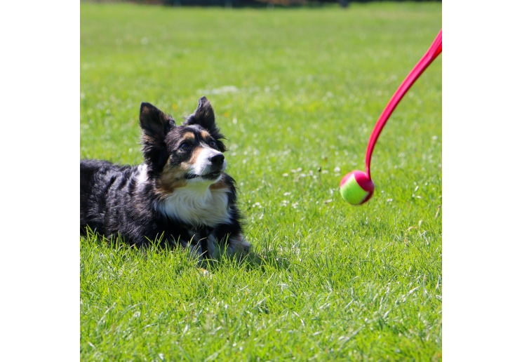 Chase Tennis Ball Launcher