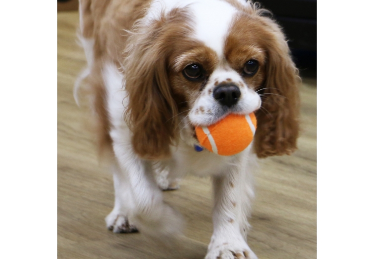 Chase High Bounce Tennis Ball