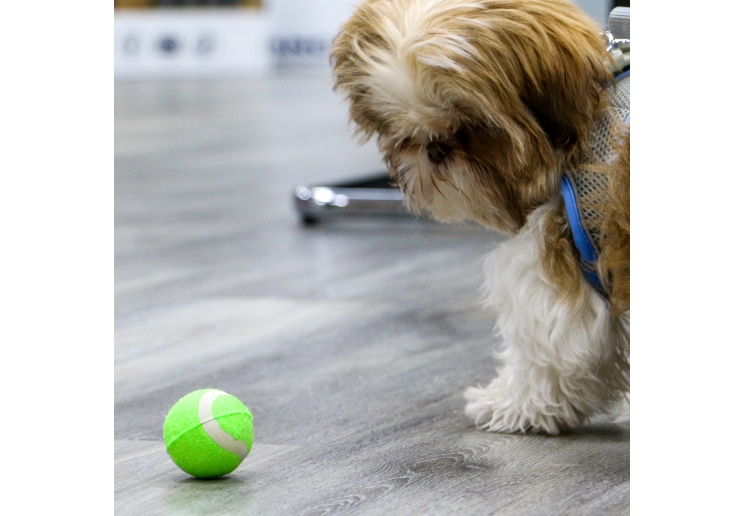 SB Mini Tennis Balls 6pc pack