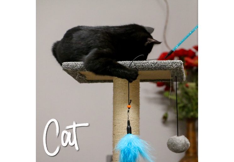 Feather Bell Cat Dangler