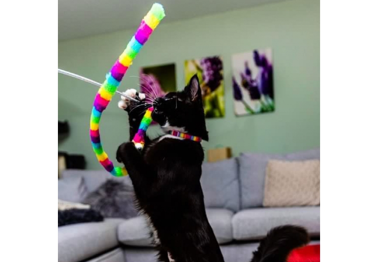 Wiggle Worm Cat Dangler Rainbow