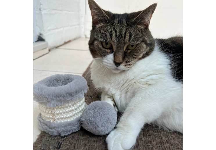 Pom Pom Drum Cat Scratcher