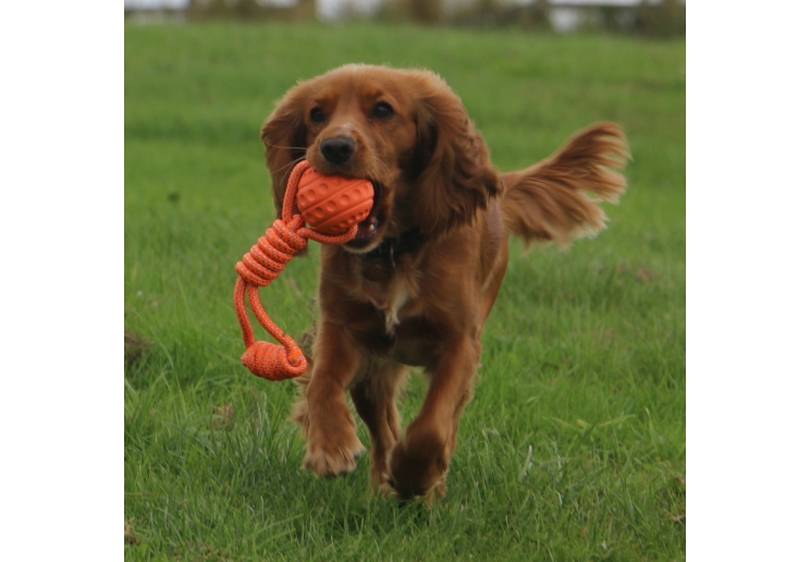 Tough Ball Tug