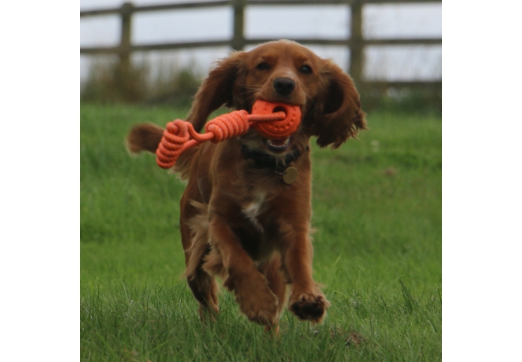 Tough Ball Tug