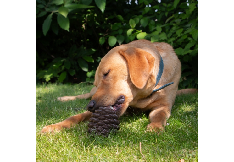 Orva Pine Cone