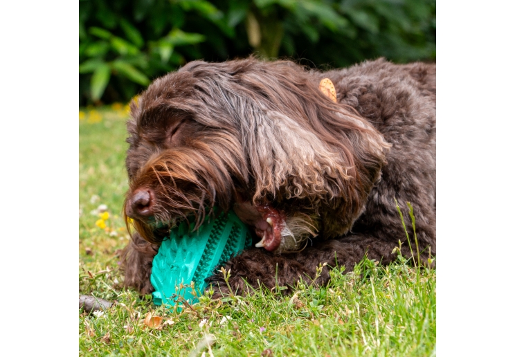 Orva Hedgehog Treat Toy