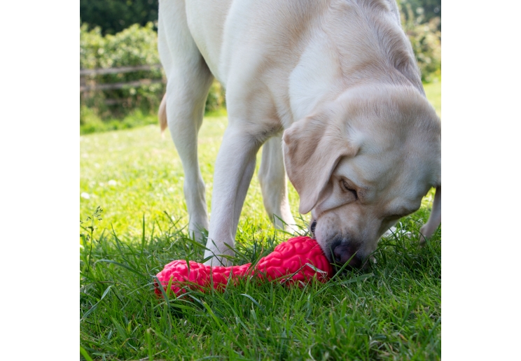 Orva Brain Treat Dumbbell