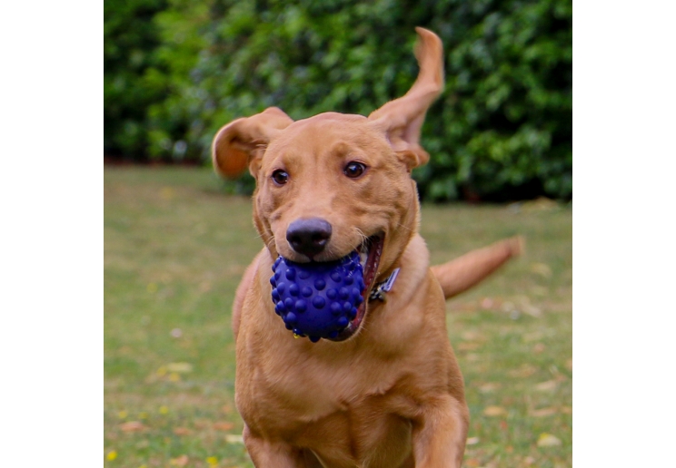 Tough Rugby Ball