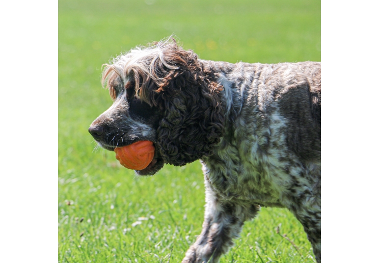 Tough Ribbed Ball