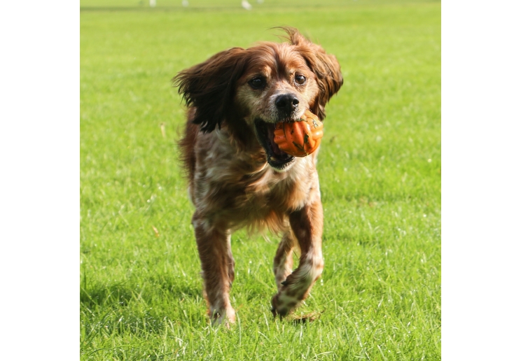 Tough Ribbed Ball