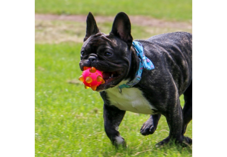 Chase Flashing Star Ball