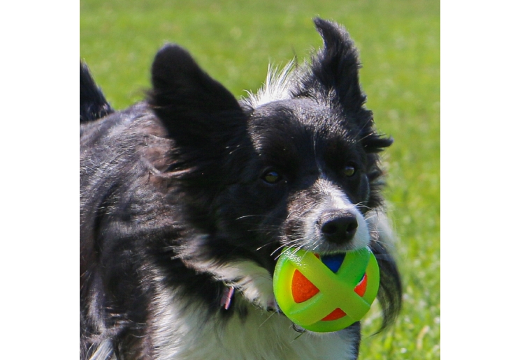 Tough Framed Tennis Ball