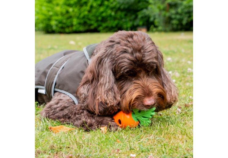 Orva Treat Carrot