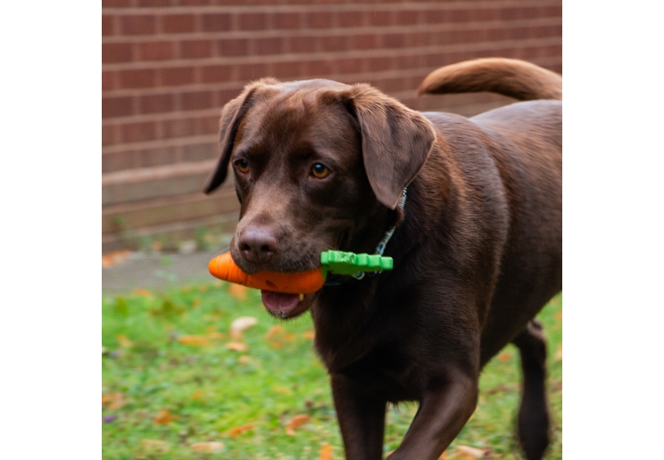 Orva Treat Carrot