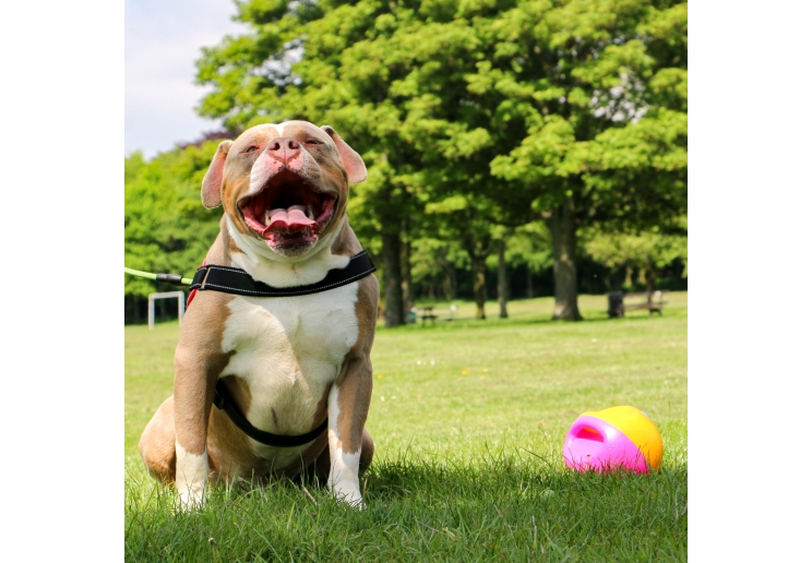 Large Interactive Treat Ball