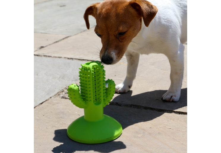 Orva Cactus Toothbrush