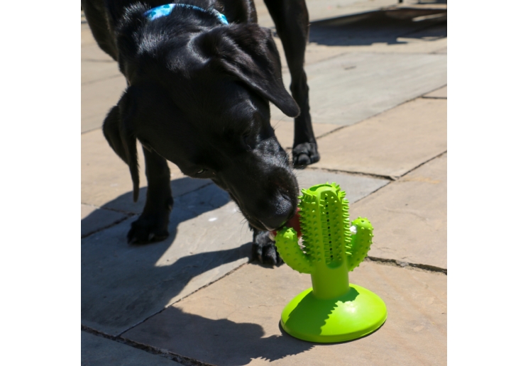 Orva Cactus Toothbrush