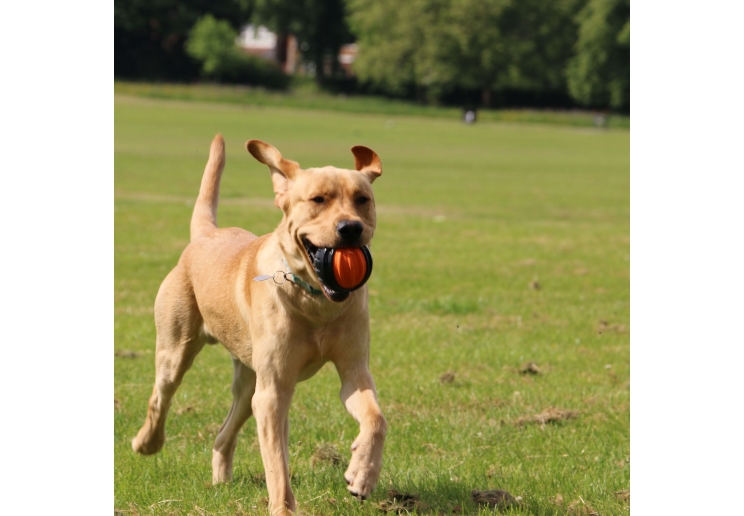 Extreme Tough Ball