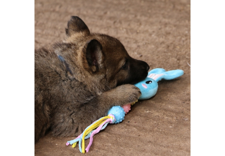 SB Bear / Bunny / Heart Teether