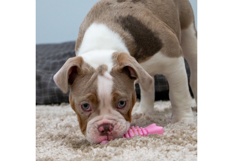 Small Bite Wing Bone Teether