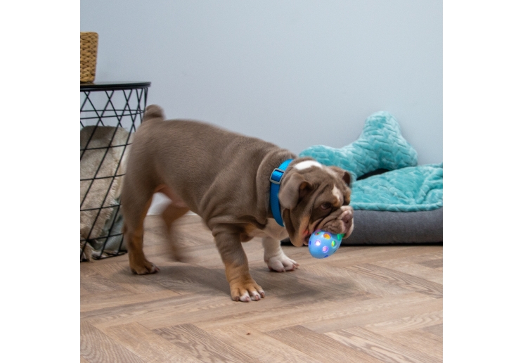 Small Bite Flashing Rugby Ball