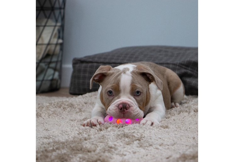 Small Bite Flashing Rugby Ball