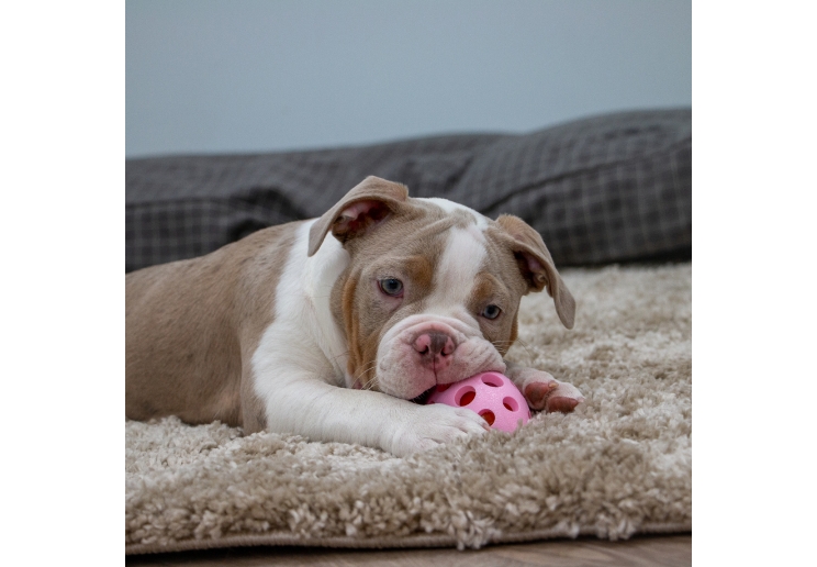 Small Bite Flashing Rugby Ball