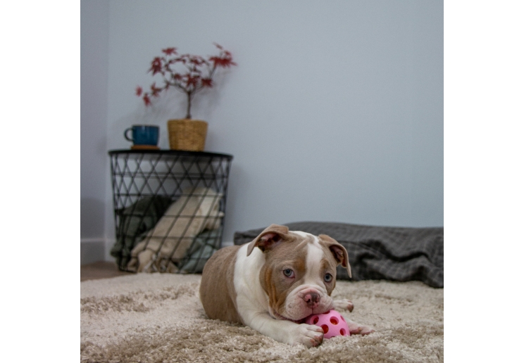 Small Bite Flashing Rugby Ball