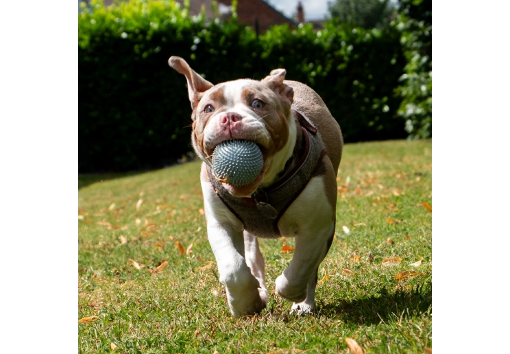 Small Bite Spikey Pig Ball