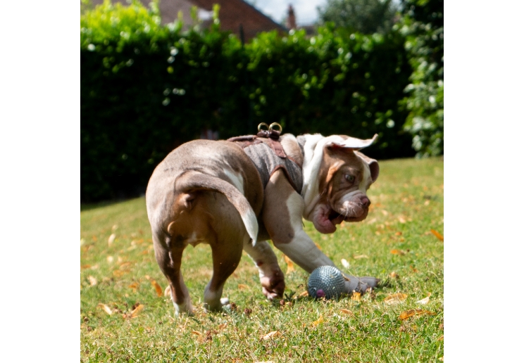 Small Bite Spikey Pig Ball