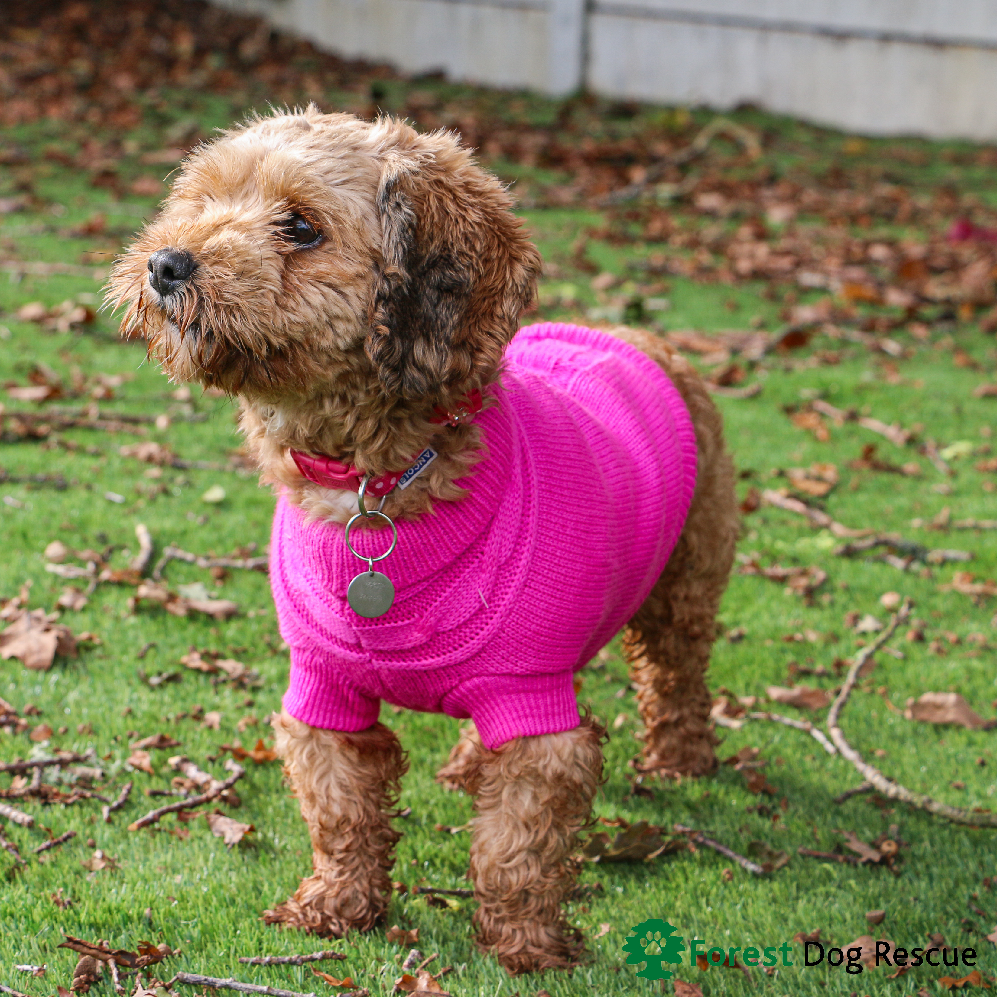 Pink dog 2024 jumper uk