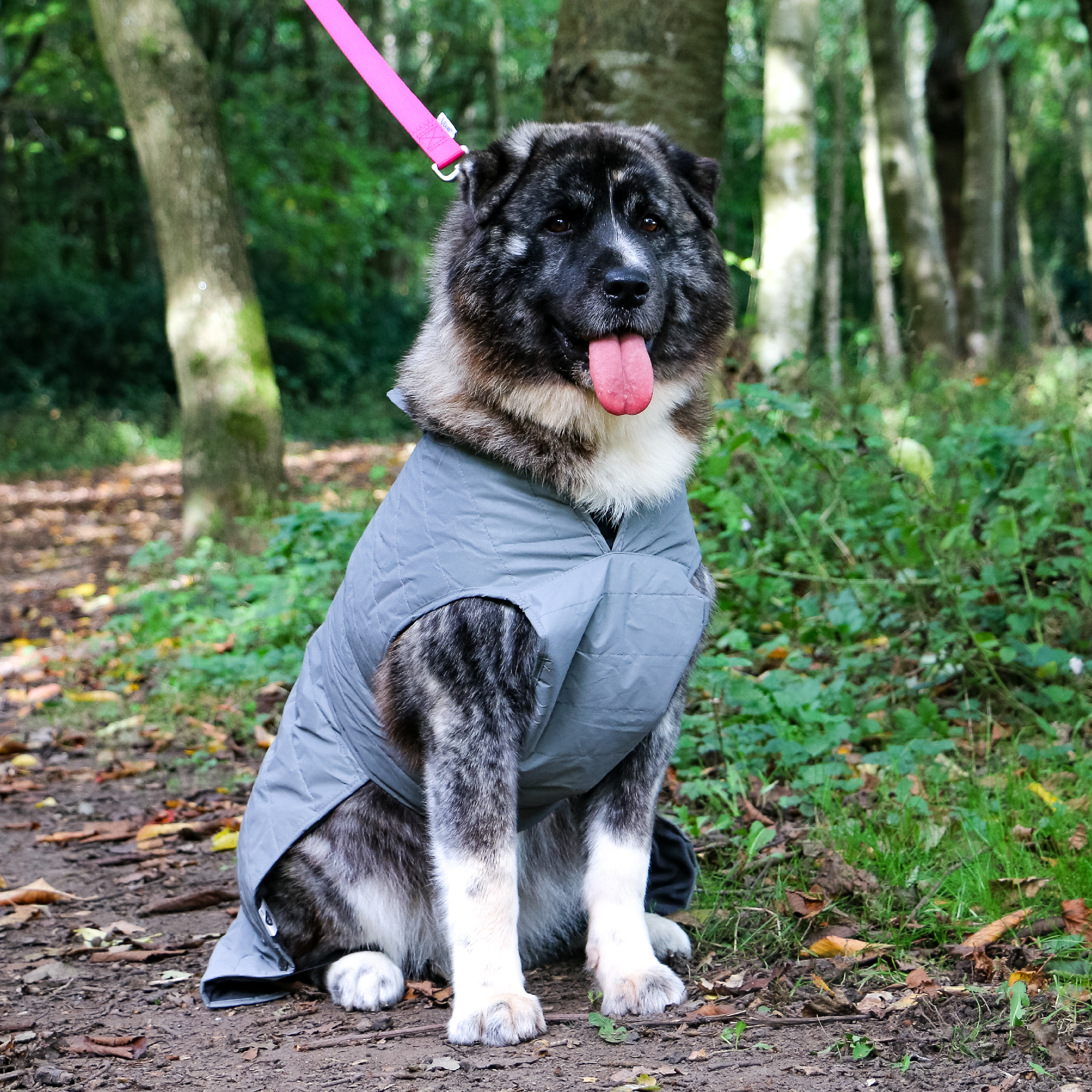 Ancol muddy paws deals waterproof dog coats